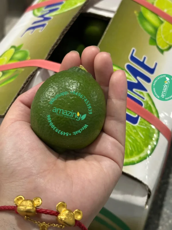 SEEDLESS LIME