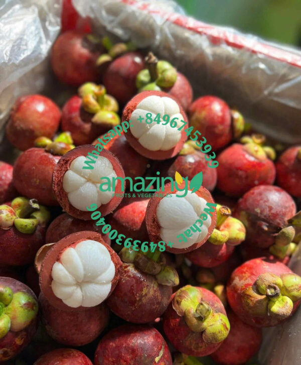 MANGOSTEEN - Image 3
