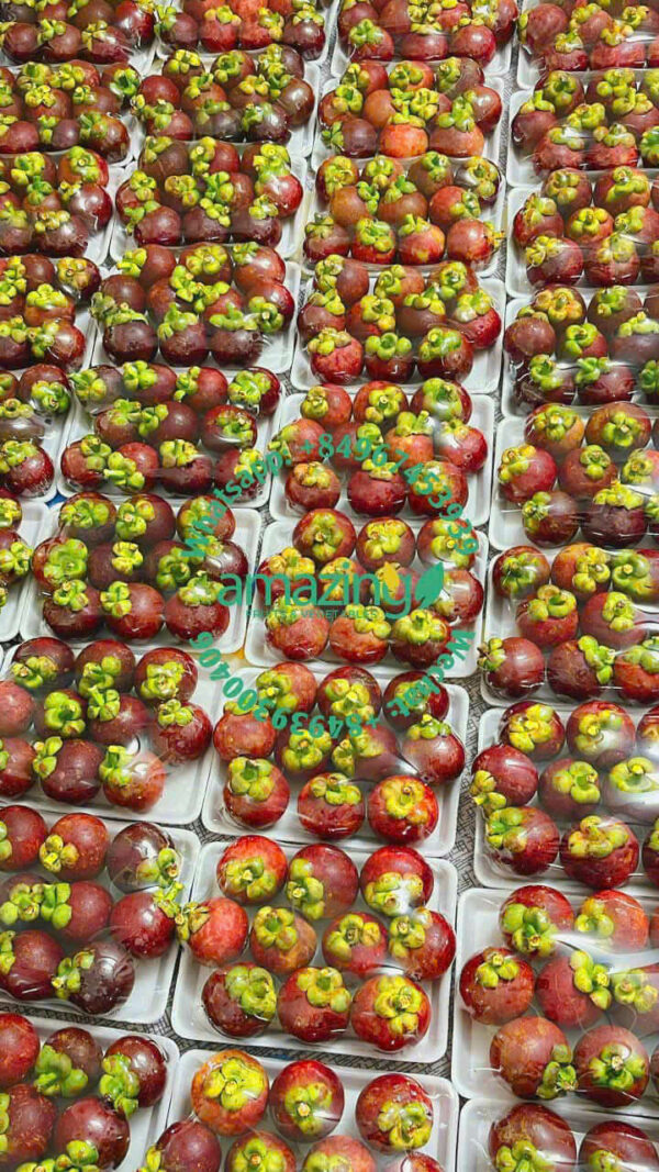 MANGOSTEEN - Image 2
