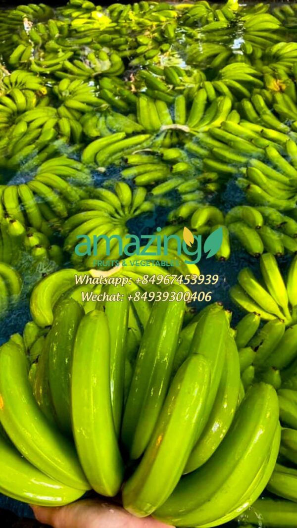 CAVENDISH BANANA - Image 5