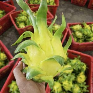 Yellow-skinned Dragon Fruit