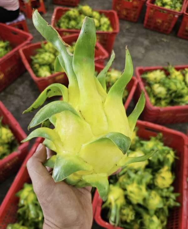 Yellow-skinned Dragon Fruit