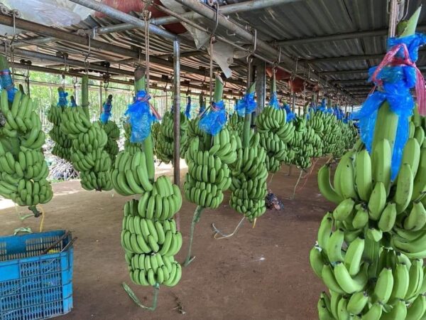 CAVENDISH BANANA - Image 2