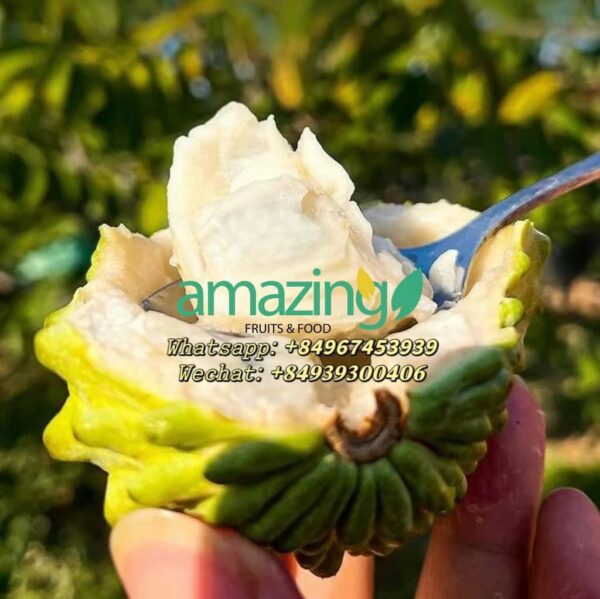 CUSTARD APPLE - Image 4