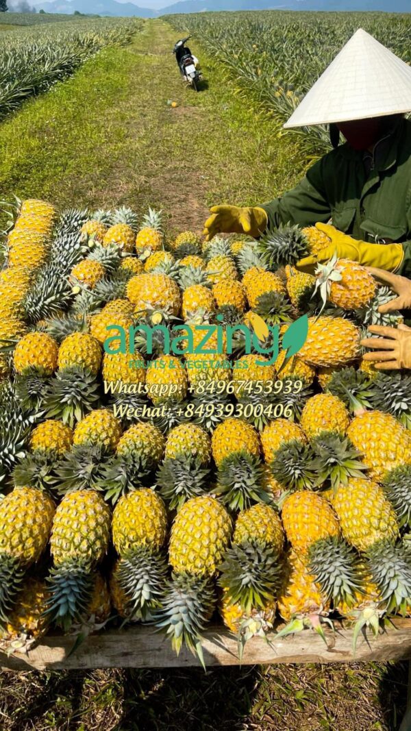 PINEAPPLE - Image 4