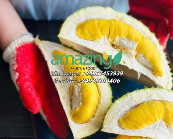 DURIAN MONGTHONG / RI6
