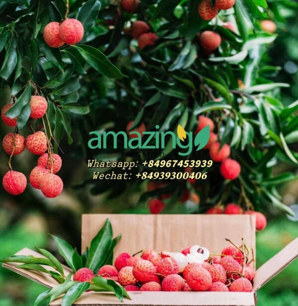 FRESH LYCHEE - Image 2